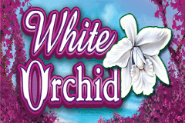 White Orchid Slot Free Download